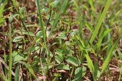 Melastoma × intermedium