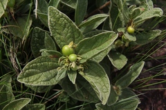 Eriosemopsis subanisophylla
