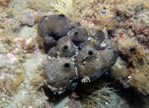 grey leather sponge, Hérault, Languedoc-Roussillon, FR, photo 8 of 10