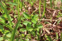 Melastoma × intermedium