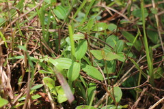 Melastoma × intermedium