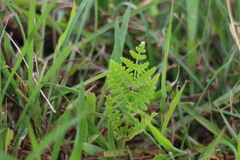 Pteridium aquilinum wightianum