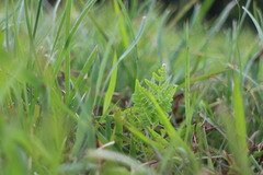 Pteridium aquilinum wightianum