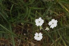 Heliosperma pusillum