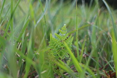 Pteridium aquilinum wightianum