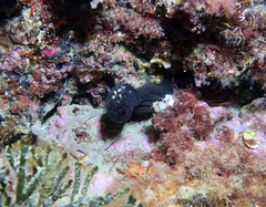 Phallusia fumigata