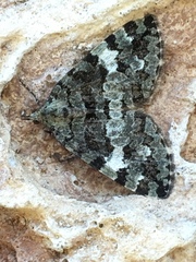 Hydriomena speciosata