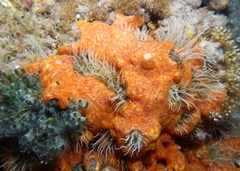 Polysyncraton lacazei