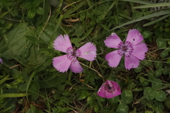 Dianthus alpinus