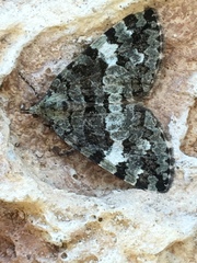 Hydriomena speciosata