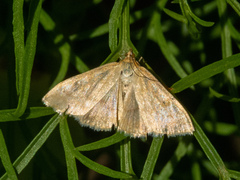 Sitochroa verticalis