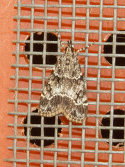 Eudonia mercurella