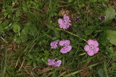 Dianthus alpinus