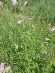 Malva excisa
