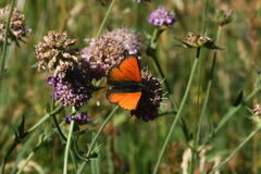 Lycaena hippothoe eurydame