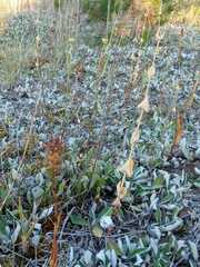 Anacamptis coriophora