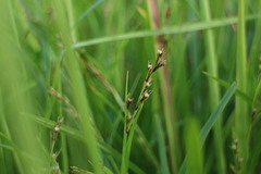 Scleria biflora
