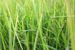 Scleria biflora