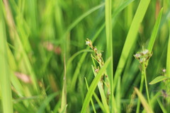 Scleria biflora
