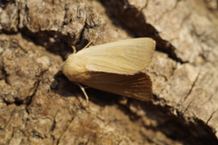 Arenostola phragmitidis