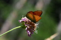 Lycaena hippothoe eurydame