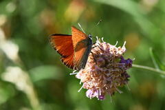 Lycaena hippothoe eurydame