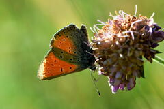Lycaena hippothoe eurydame