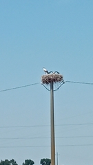 Ciconia ciconia