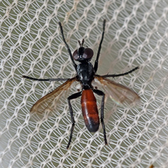 Cylindromyia pusilla