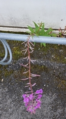 Chamaenerion angustifolium