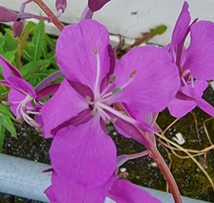 Chamaenerion angustifolium