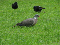 Columba palumbus