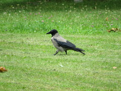 Corvus cornix