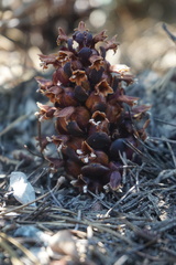 Kopsiopsis strobilacea
