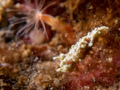 Aegires punctilucens