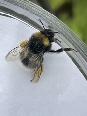 Bombus soroeensis