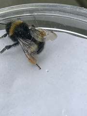 Bombus soroeensis