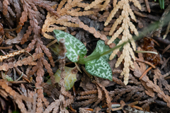 Goodyera repens