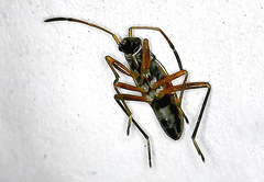 Beosus
