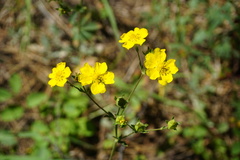 Potentilla gracilis fastigiata