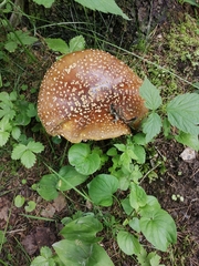 Amanita regalis