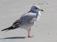Larus delawarensis