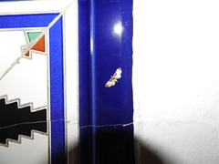 Eupithecia breviculata