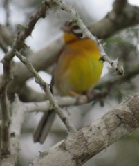 Emberiza flaviventris flaviventris