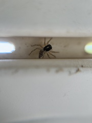 Menemerus semilimbatus