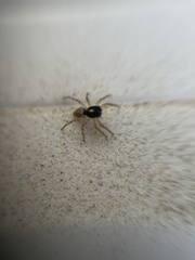 Menemerus semilimbatus