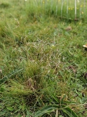 Ptilagrostis dichotoma