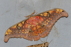 Antheraea larissa