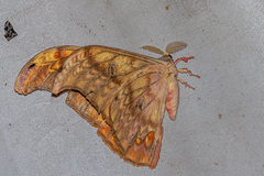 Antheraea larissa
