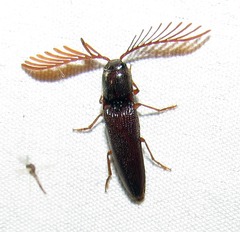 Dicrepidius palmatus